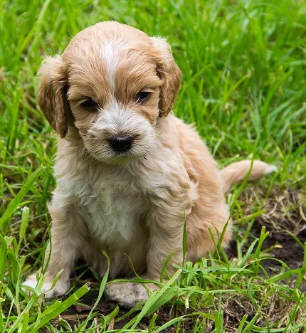 puppy